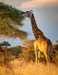 giraffe in the savannah