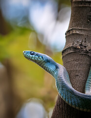 Plakat snake in the tree