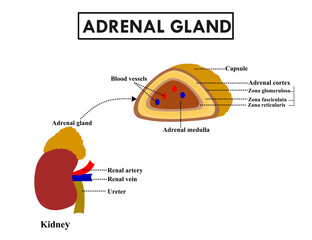 Anatomy of kidney and adrenal gland.Adrenal cortex and adrenal medulla producing hormones.Suprarenal gland.Immune system.A cross section.Human body.Health care or medical. Vector illustration.