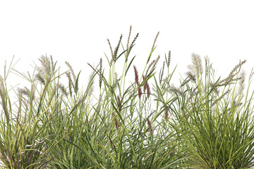 Grass border with many kinds of wildflowers in the field, cut out