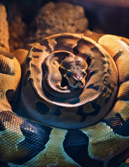 Plakat close up of a snake