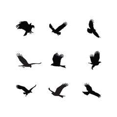 Collection of Eagle Silhouettes in Flight and Hunting Positions
