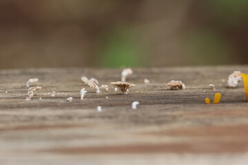 tiny mushroom on the old wood