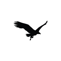 flying eagle isolated on white