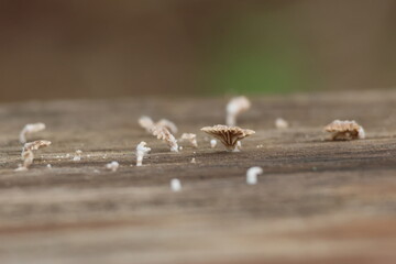 tiny mushroom on the old wood