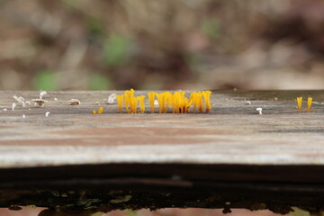 tiny mushroom on the old wood
