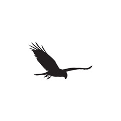 eagle in flight