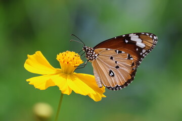 A beautiful painted lady butterfly with colorful wings rests on a vibrant flower in a summer garden