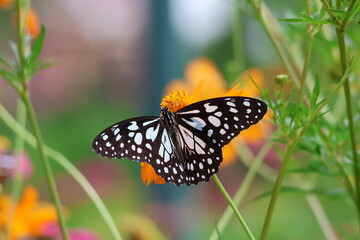 A beautiful painted lady butterfly with colorful wings rests on a vibrant flower in a summer garden
