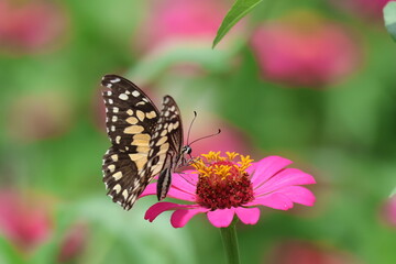A beautiful painted lady butterfly with colorful wings rests on a vibrant flower in a summer garden
