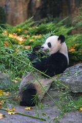 Obraz premium A giant panda eating bamboo