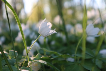 snowdrop flower in the forest