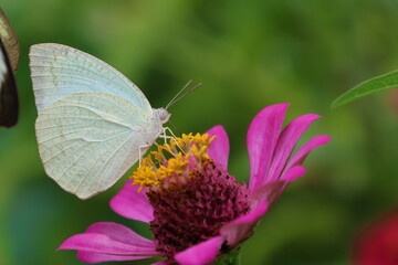 A beautiful painted lady butterfly with colorful wings rests on a vibrant flower in a summer garden