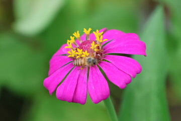 A beautiful painted lady butterfly with colorful wings rests on a vibrant flower in a summer garden