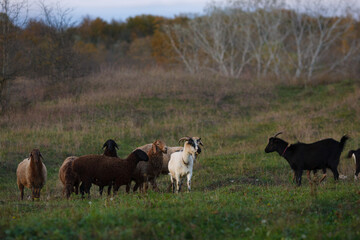 A herd of goats and sheep