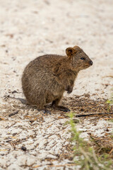 A quokka (Setonix brachyurus) on Rottnest Island, (Wadjemup) Western Australia, WA, Australia.