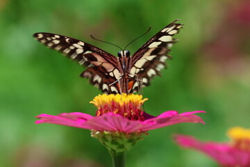 A beautiful painted lady butterfly with colorful wings rests on a vibrant flower in a summer garden