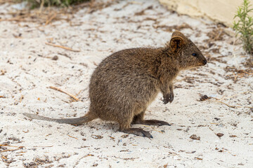 A quokka (Setonix brachyurus) on Rottnest Island, (Wadjemup) Western Australia, WA, Australia.