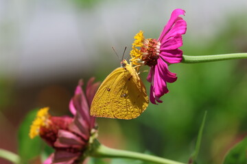 A beautiful painted lady butterfly with colorful wings rests on a vibrant flower in a summer garden