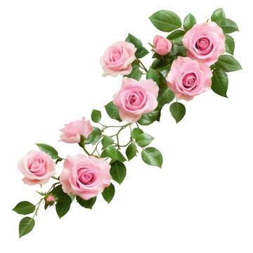 Pink rose branch isolated on transparent background