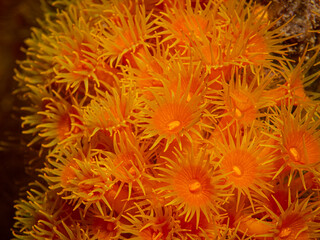 Obraz premium Unterwasserfoto von gelben Krustenanemonen
