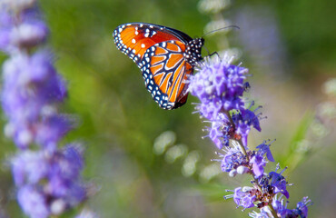 monarch butterfly on flower