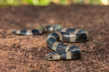 Closeup of a beautiful but venomous juvenile Sundevall's garter snake (Elapsoidea sundevallii...