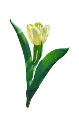 Yellow tulip isolated on white background.