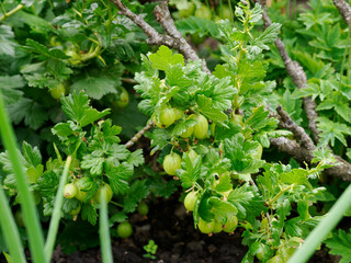 Gooseberry bush with large ripe green fruit in a lush garden setting.