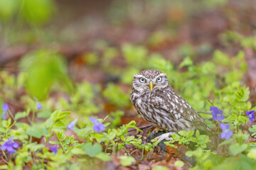 Little owl is posing in the forest looking at the camera Horizontally. 