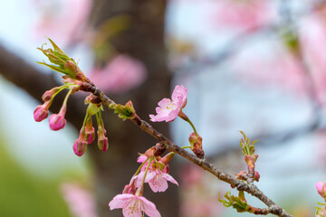 春に咲き始める桜の花と蕾のクローズアップ