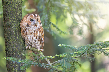 Tawny Owl portrait in wildlife. Owl is looking at  the side. Horizontally. 