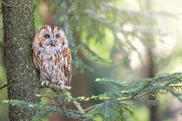 Tawny Owl looking at the camera is sitting on a tree branch in the forest. Horizontally. 