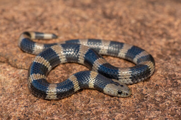 Closeup of a beautiful but venomous juvenile Sundevall's garter snake (Elapsoidea sundevallii...
