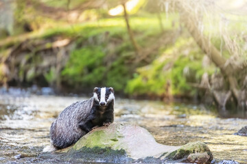 European badger is posing on a stone in the river. Horizontally. 