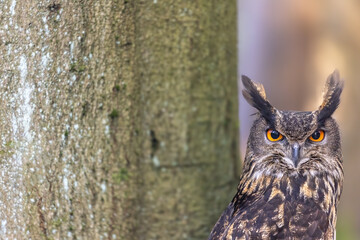 Head of Eurasian eagle-owl in the forest.  Horizontally. 