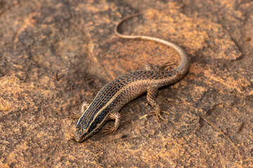 A cute speckled rock skink (Trachylepis punctatissima), also known as the montane speckled skink,...