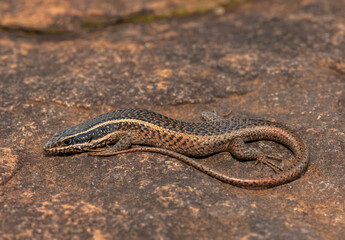 A cute speckled rock skink (Trachylepis punctatissima), also known as the montane speckled skink, in the wild, in KwaZulu-Natal, South Africa