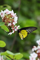 A vibrant orange butterfly with delicate wings rests on a colorful summer flower, showcasing the beauty of nature and garden wildlife
