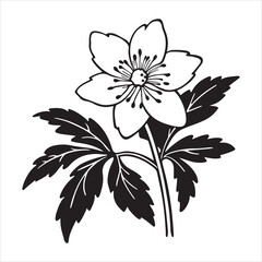 Wood Anemone Flower – Delicate White Petals in Spring Forest Bloom