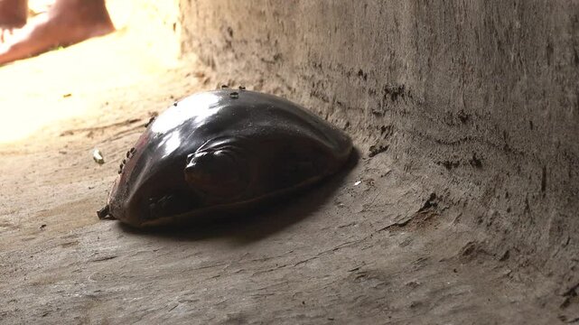 Softshell turtles are aquatic reptiles with flattened, leathery shells, long necks, and snorkel-like noses, adapted for swift swimming.