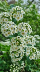 big bush of spirea. small white flowers in the park. bush with flowers macro shooting. beautiful white flowers in nature on a green background.