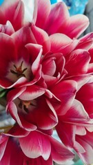 bouquet of pink tulips, tulips in pink colors. pink blomma tulips, beautiful tulips bouquet, brigth tulips, frash flowers in pink color