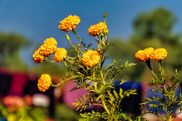 Marigold Flowers Used in Bhaitika Festival in Nepal.