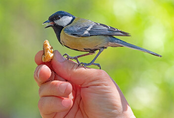 A titmouse bird sits on a hand