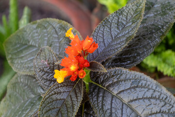 Close-Up of Sunset Bells Plant with Textured Leaves.