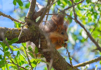A beautiful little squirrel
