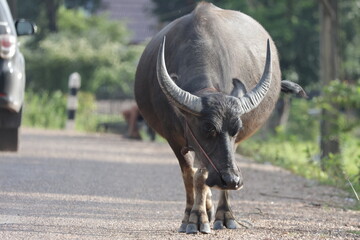 water buffalo in Laos