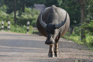 water buffalo in Laos
