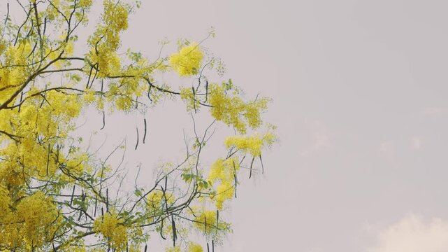 Tropical yellow flowers of Bahava tree dancing in slow breeze during springtime in nature.